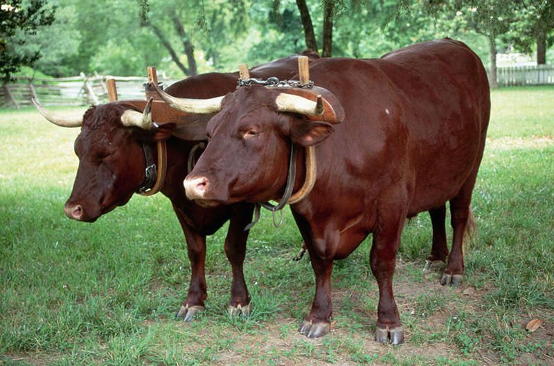 12-gamespot-mario-facts-oxen