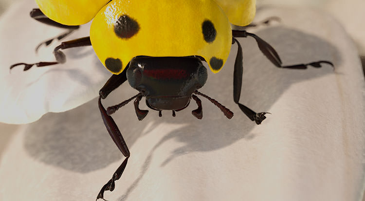 scorpio-ladybug-zoomed