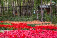باغ ایرانی تهران؛ بوستانی برای تماشای گل های لاله
