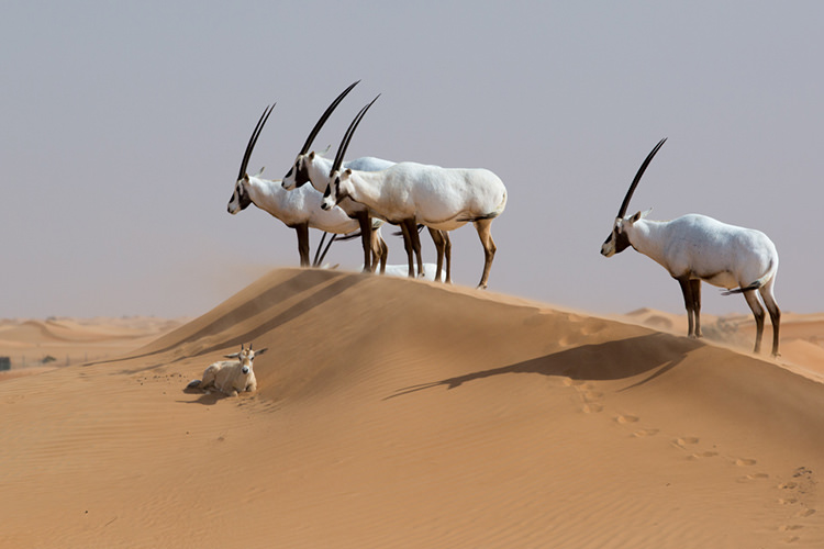 با اولین پارک ملی دبی آشنا شوید