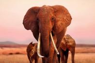 اپل تاریخ اکران فیلم‌ مستند Elephant Queen و دو فیلم دیگر را اعلام کرد