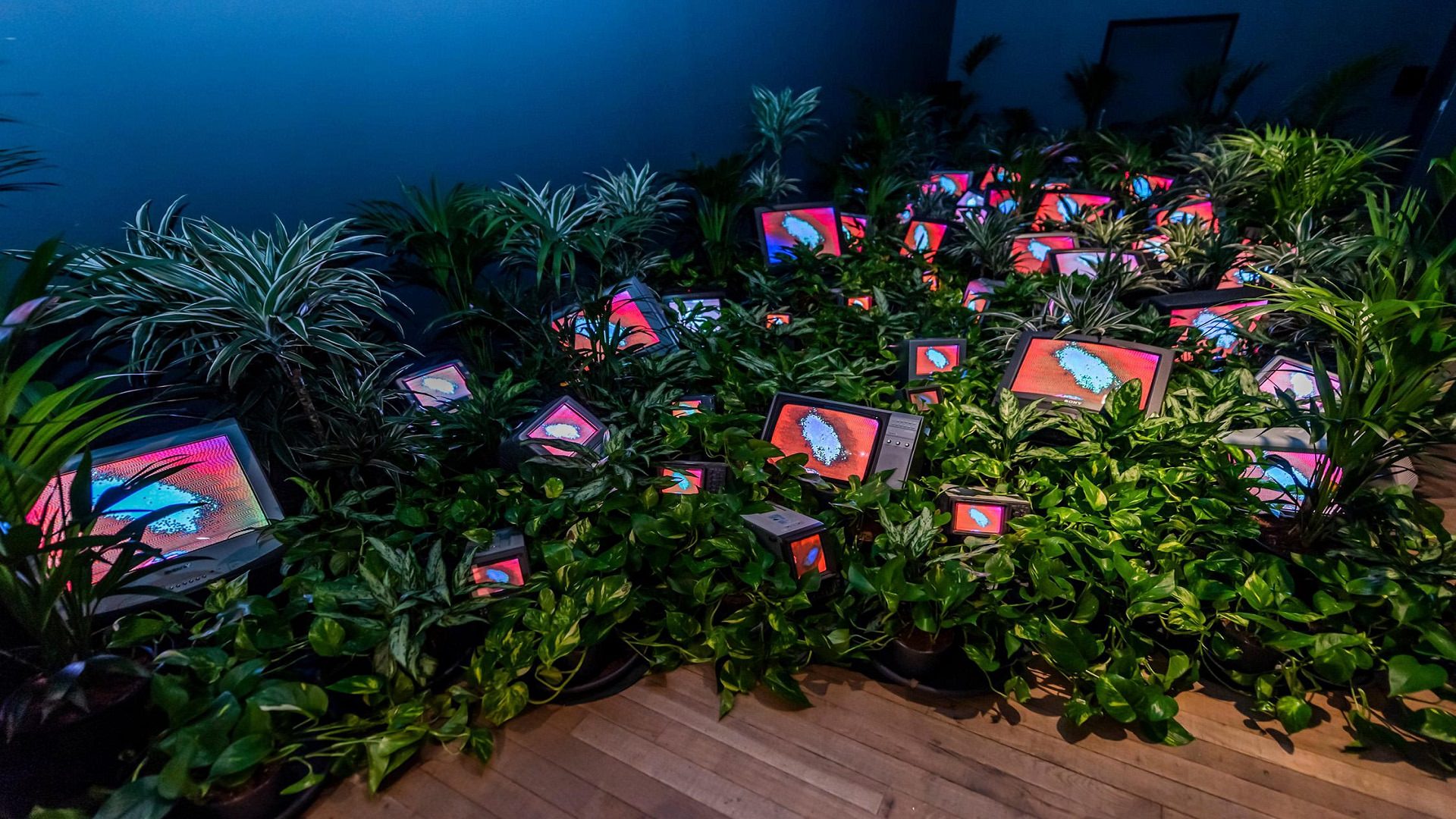 چیدمان هنر نو رسانه ای اثر نام جون پاک : تلویزیون ها در باغچه سبز از گیاه آپارتمانی