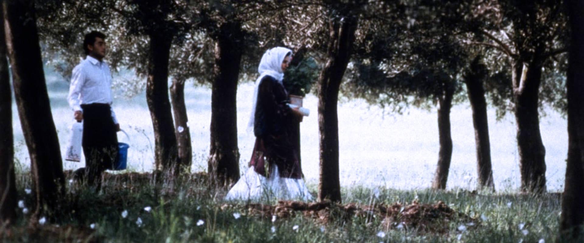طاهره لادانیان و حسین رضایی در نمایی از فیلم زیر درختان زیتون