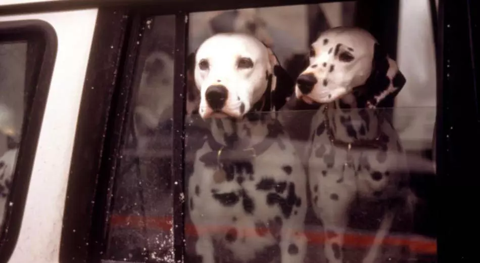 سگ‌های فیلم The Hundred And One DALMATIAN درون یک ماشین