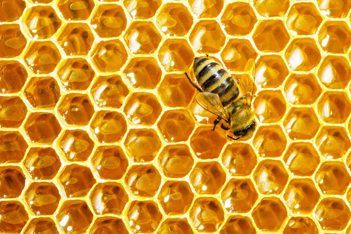 زنبور عسل روی کندو