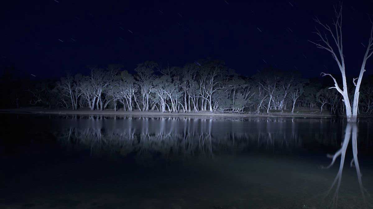 درخت ها در دل تاریکی شب فیلم ترسناک Lake Mungo، محصول سال ۲۰۰۸ میلادی