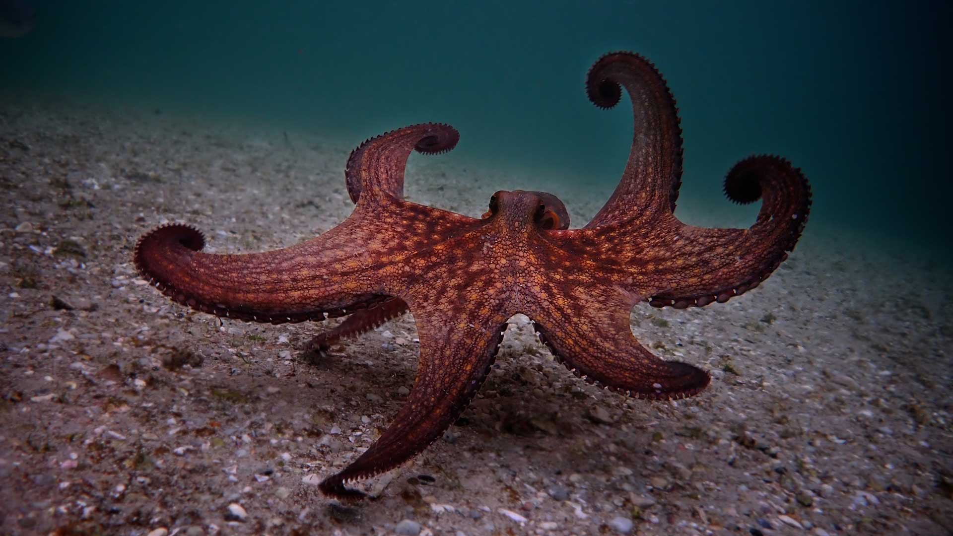 فیلم مستند My Octopus Teacher یک اختاپوس خوش رنگ در اعماق اقیانوس