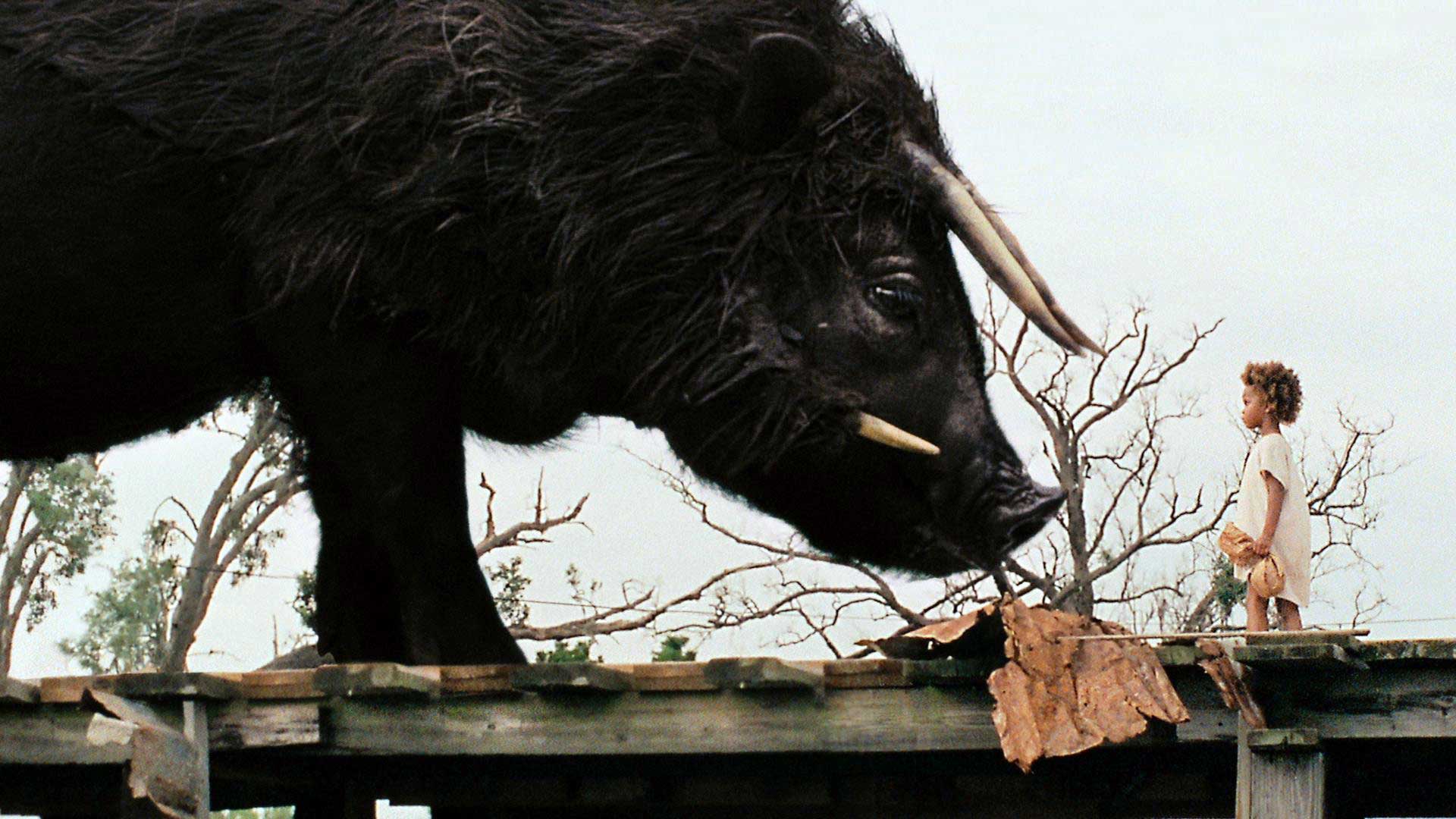 فیلم Beasts of the Southern Wild و بچه کوچک مقابل حیوان بسیار بزرگ سیاه رنگ