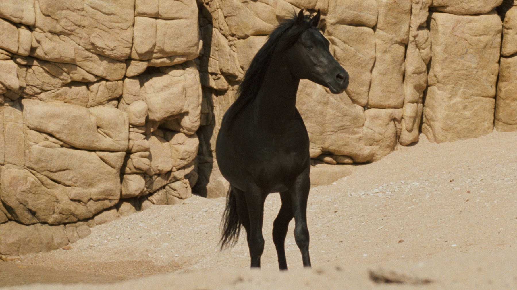 اسب مشکی میان شن و مقابل صخره در فیلم The Black Stallion با تهیه‌کنندگی فرانسیس فورد کاپولا