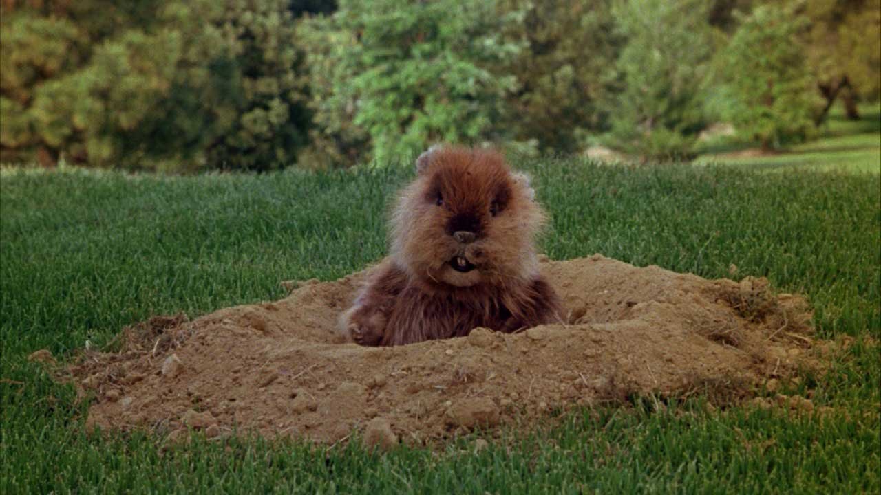 حیوان بامزه داخل خاک وسط زمین سرسبز فیلم کمدی ورزشی Caddyshack، محصول سال ۱۹۸۰ میلادی