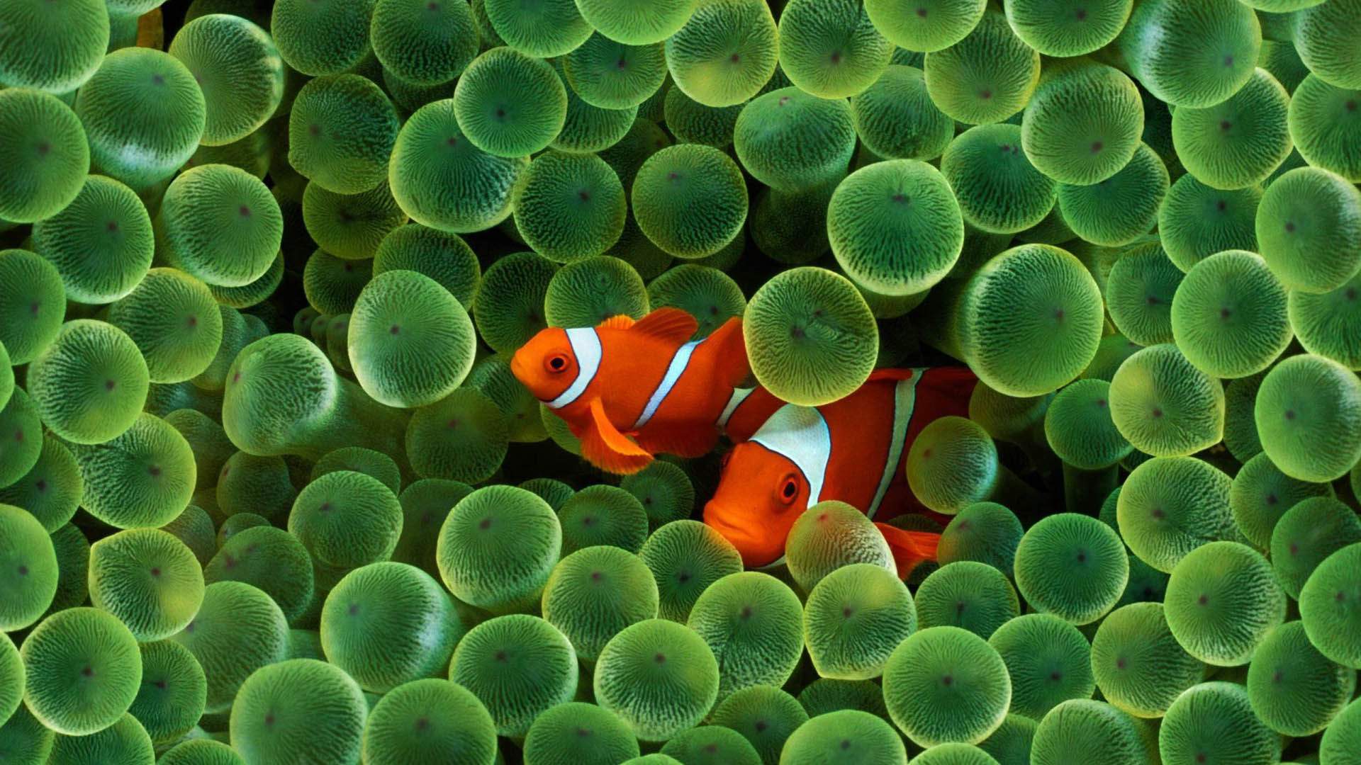 تصویری از گونه دلقک‌ماهی نژاد شخصیت نمو در انیمیشن Finding Nemo