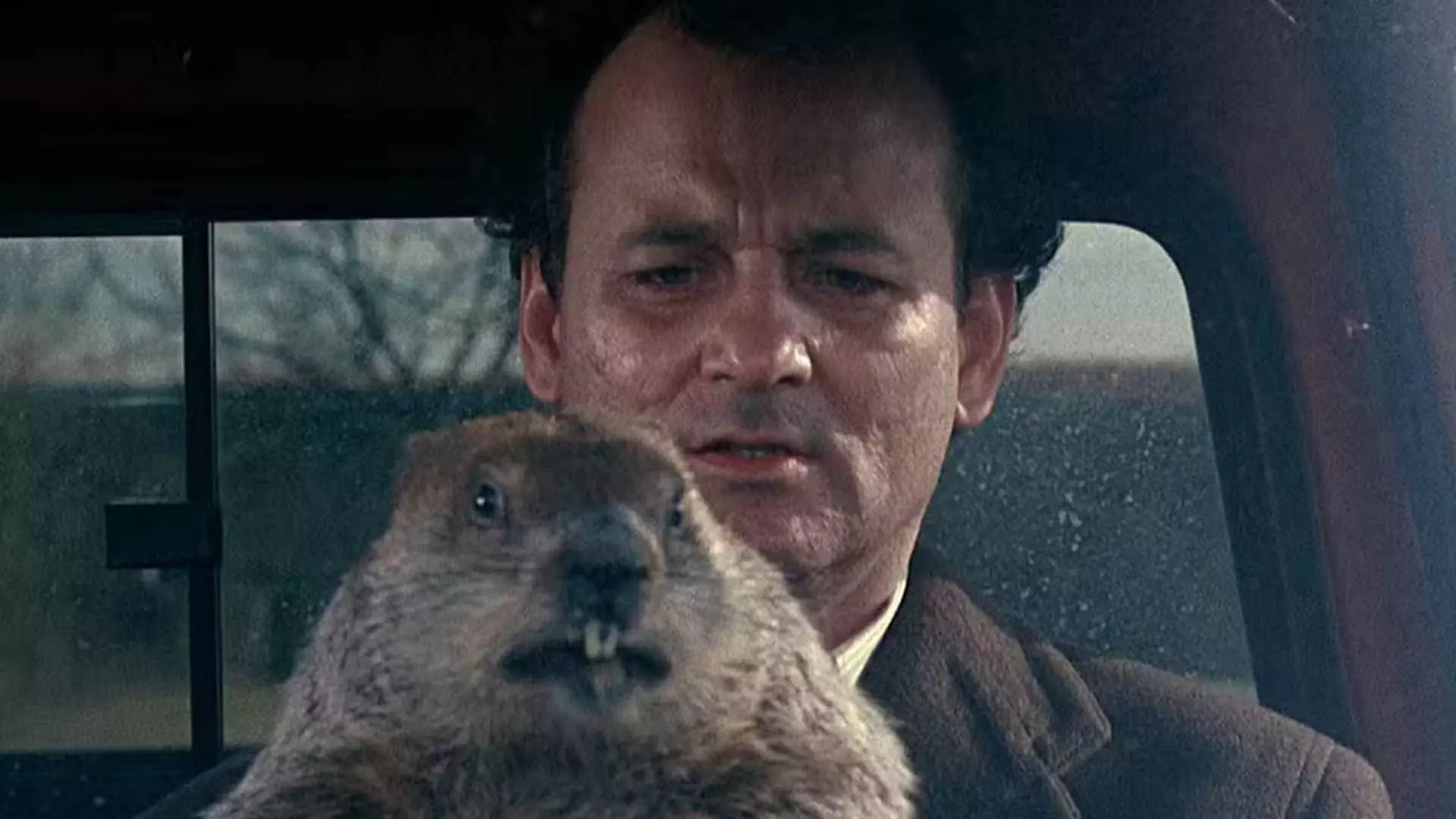 بیل موری به همراه یک حیوان در فیلم Groundhog Day در حال رانندگی است