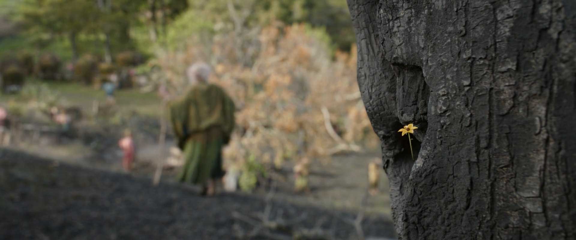 گل کوچک روی بدنه درخت در قسمت ۷ فصل ۱ سریال The Lord of the Rings (ارباب حلقه ها)
