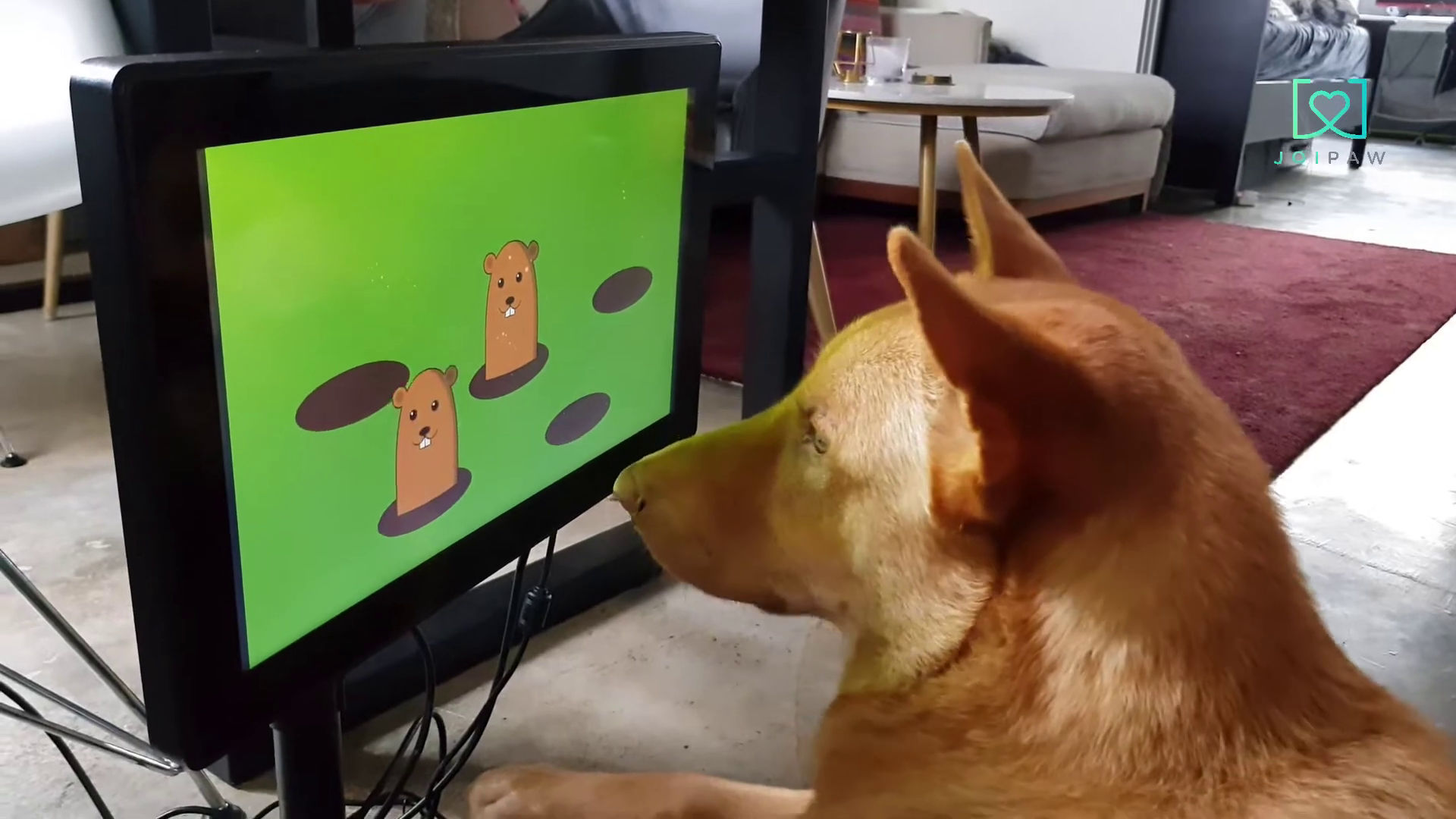 رونمایی از برنامه ساخت یک کنسول بازی برای سگ‌ها