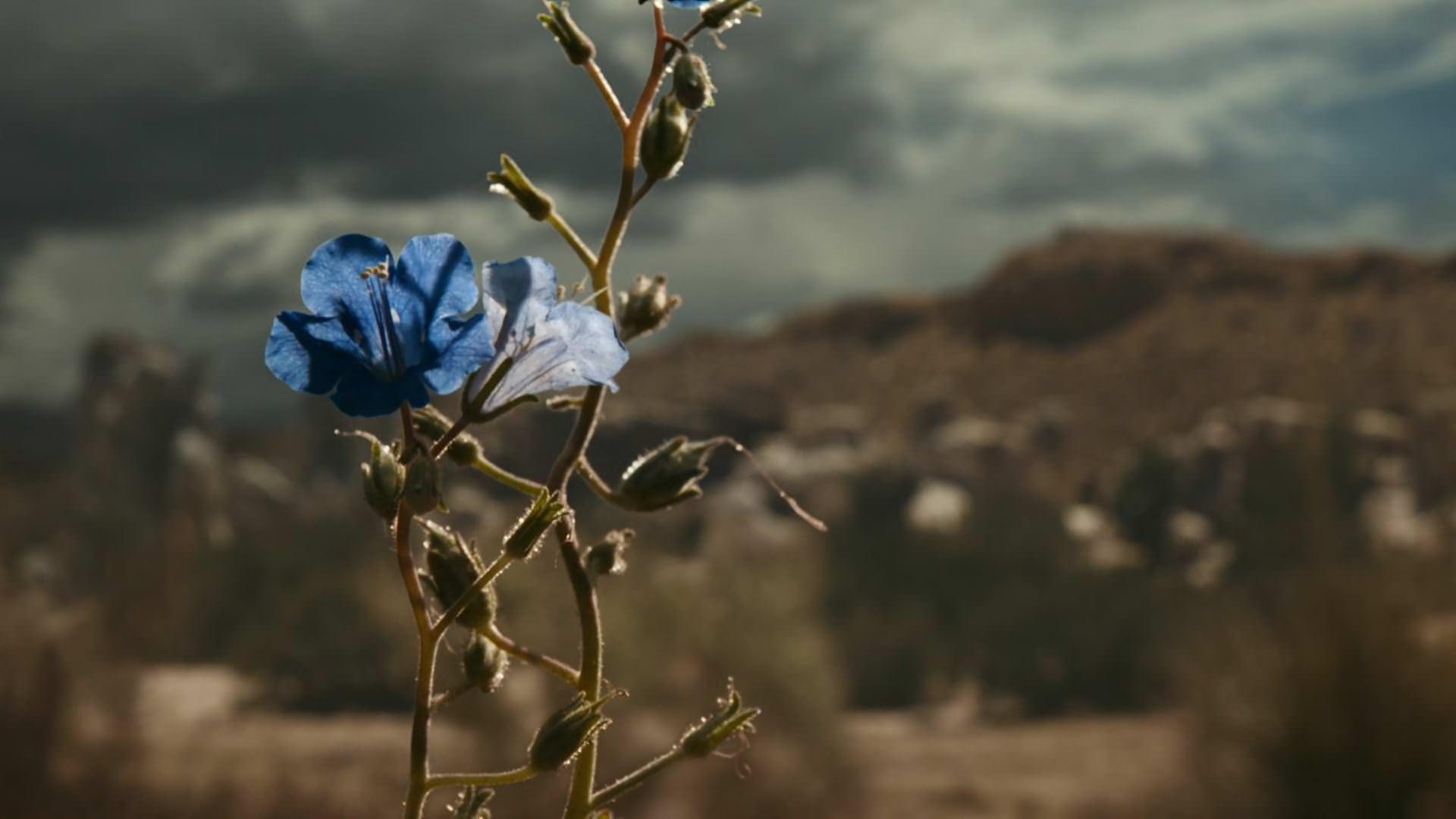 گل آبی در سکانس افتتاحیه اپیزود سوم سریال بتر کال سال