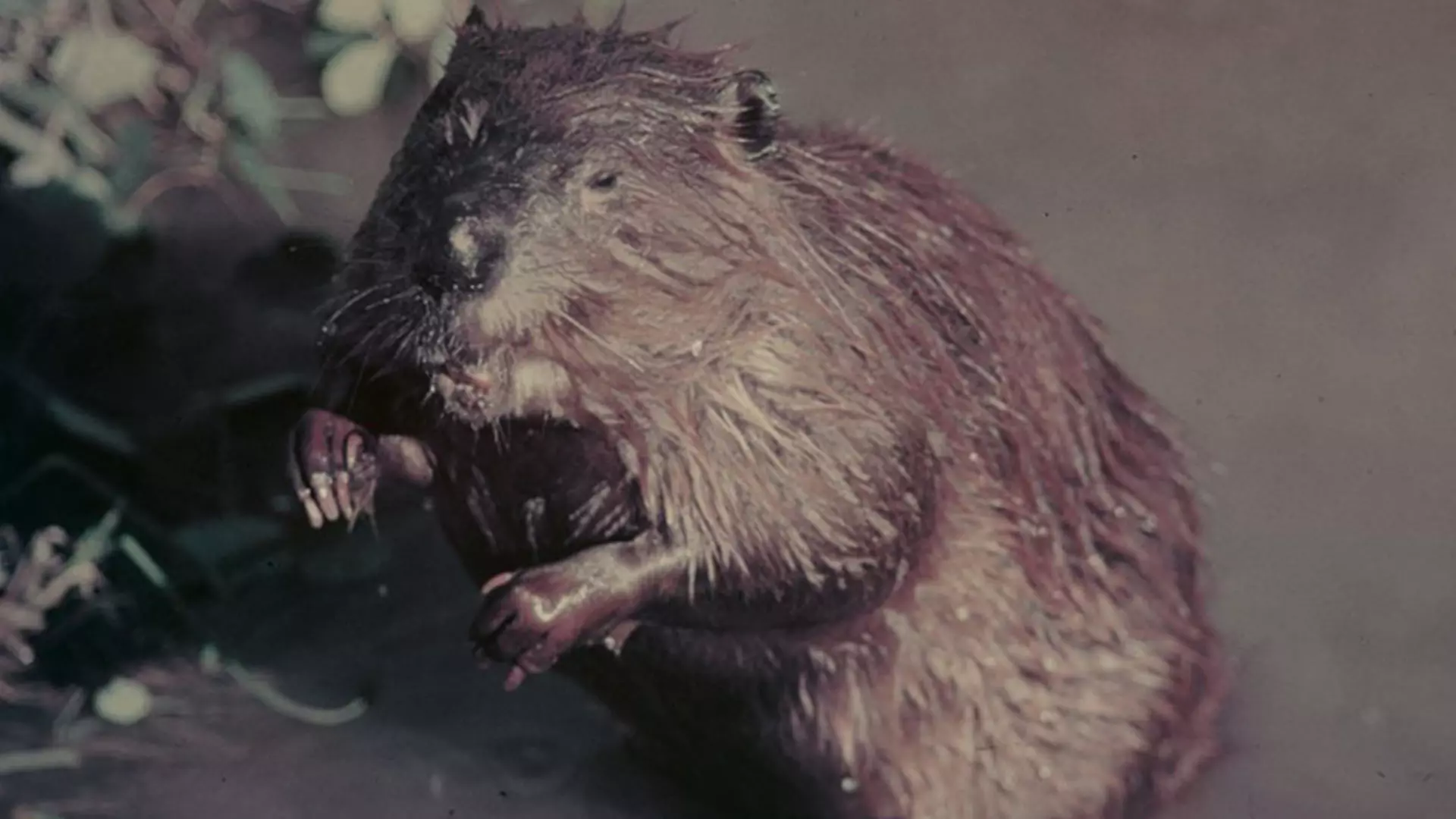 سمور آبی در آب در مستند beaver valley