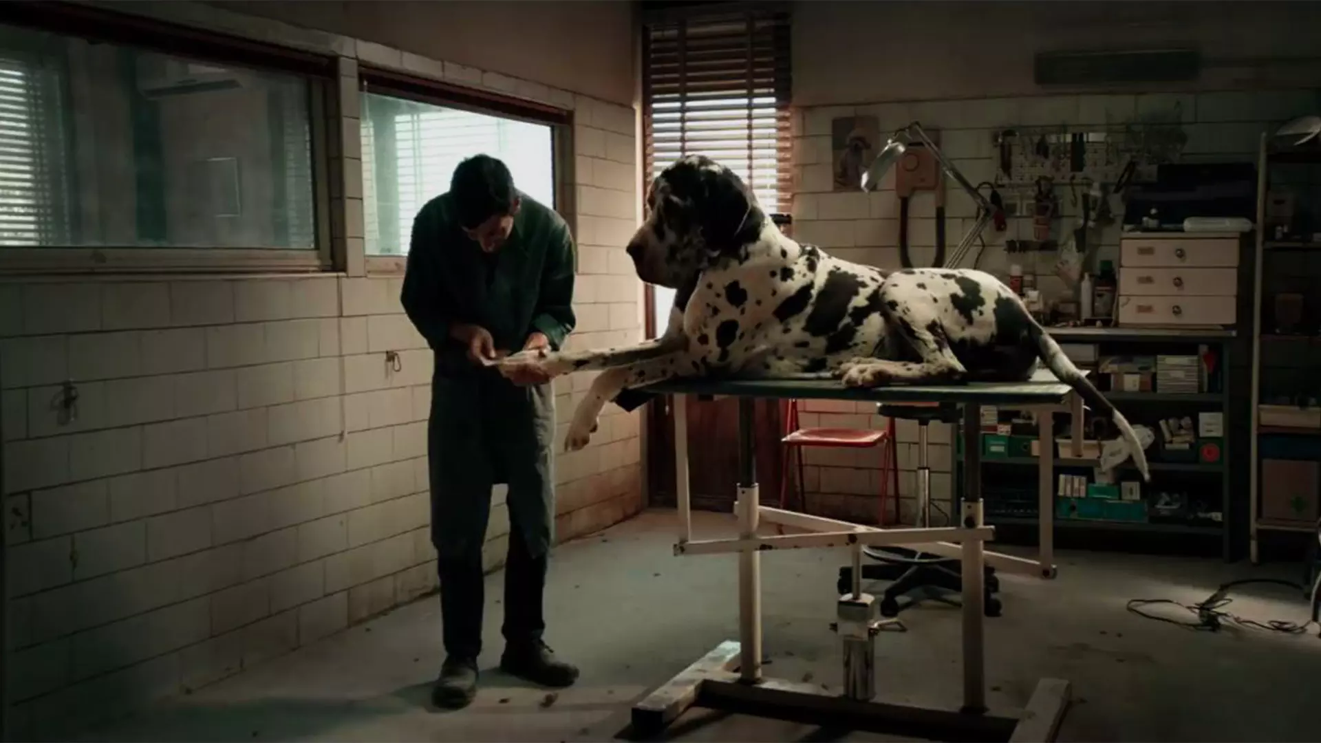 مارچلو در حال کوتاه کردن ناخن سگ در فیلم مرد سگی