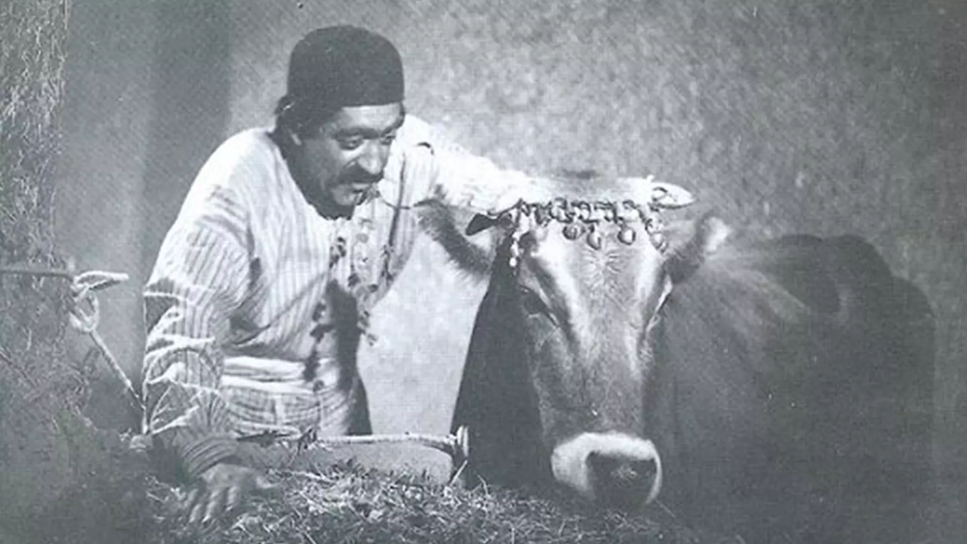 مش حسن در پیش گاواش در فیلم گاو