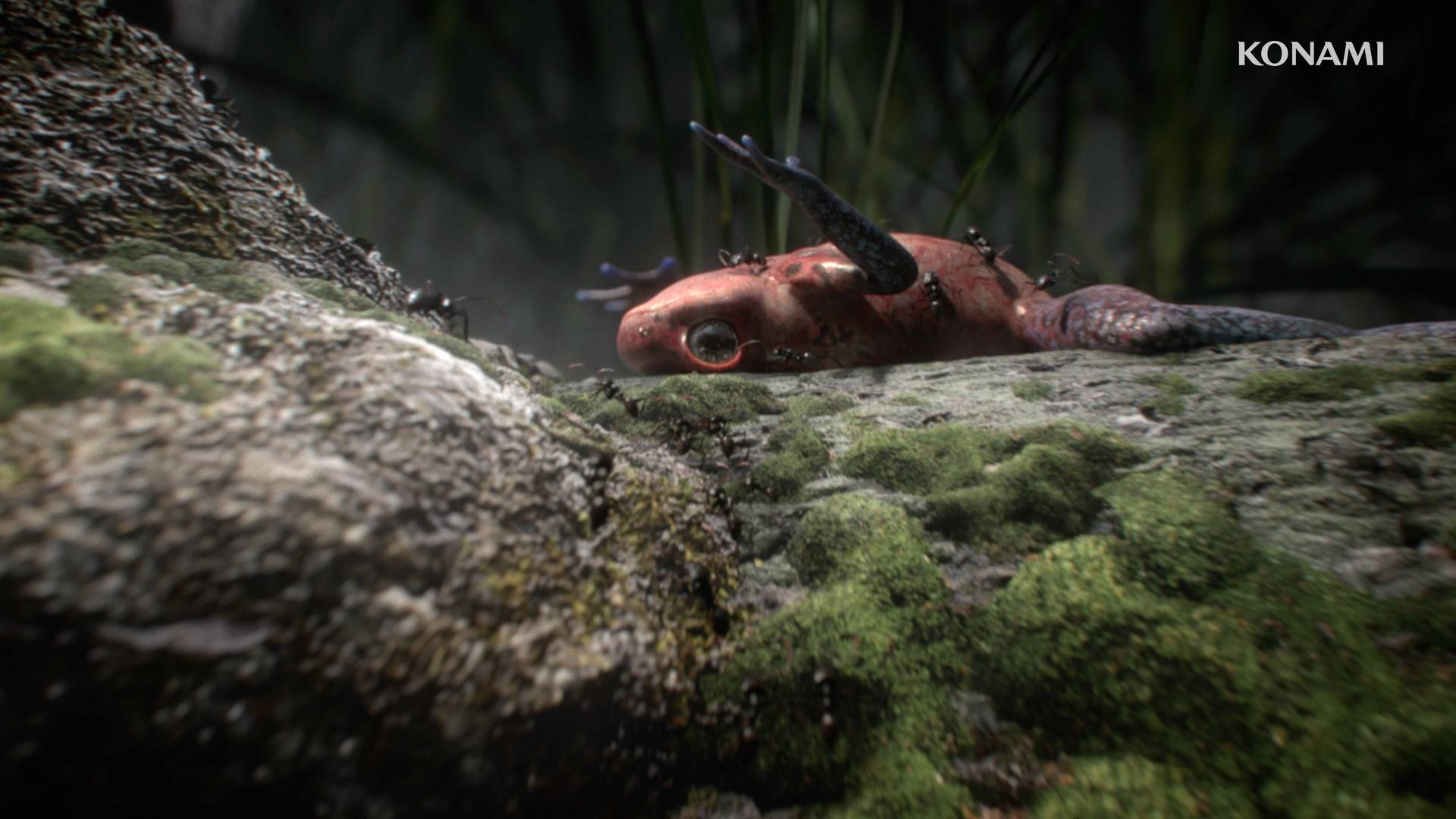 قورباغه قرمز رنگ در بازی Metal Gear Solid Delta: Snake Eater