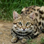 این موجود کوچک و دوست‌داشتنی مرگ‌بارترین گربه جهان است