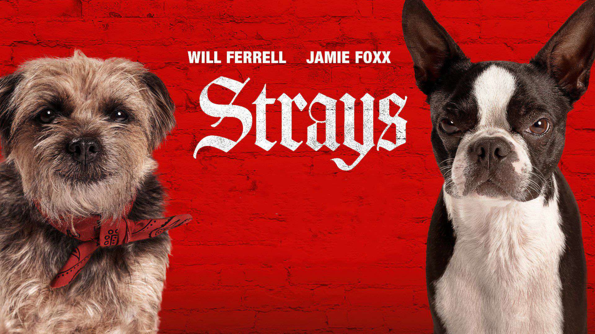 نقد فیلم ولگردها (Strays) | سگ‌هایی به‌دنبال انتقام