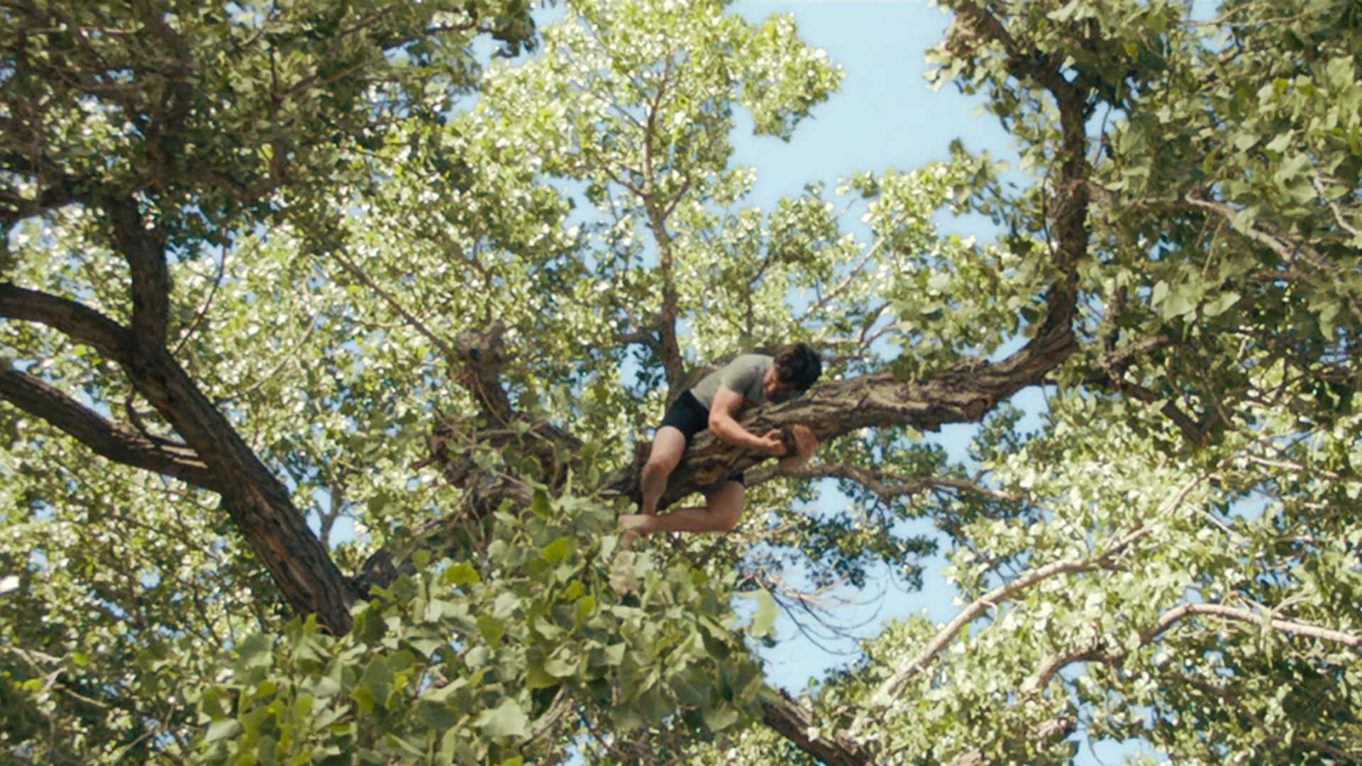 نیتن فیلدر دو دستی به شاخه‌ی یک درخت بزرگ چسبیده است در نمایی از سریال نفرین به کارگردانی نیتن فیلدر