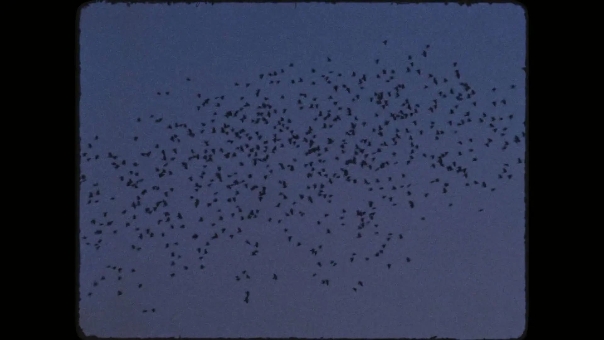دسته‌ای از پرندگان در آسمان پرواز می‌کنند در نمایی از فیلم کیمرا به کارگردانی آلیچه رورواکر